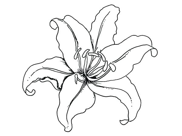 600x450 Lily Coloring Pages Lily Coloring Pages Hellokids One Coloring