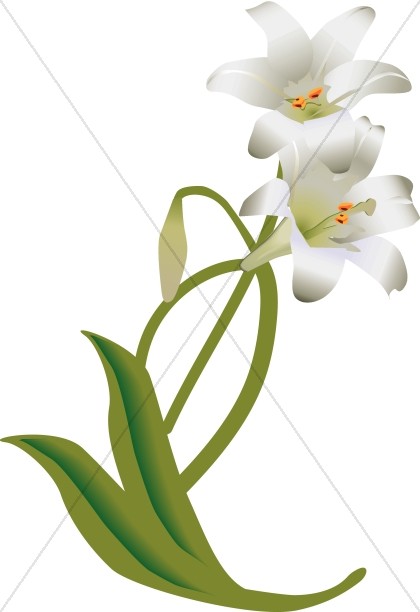 420x612 Radiant Easter Lily Drawing Church Flower Clipart