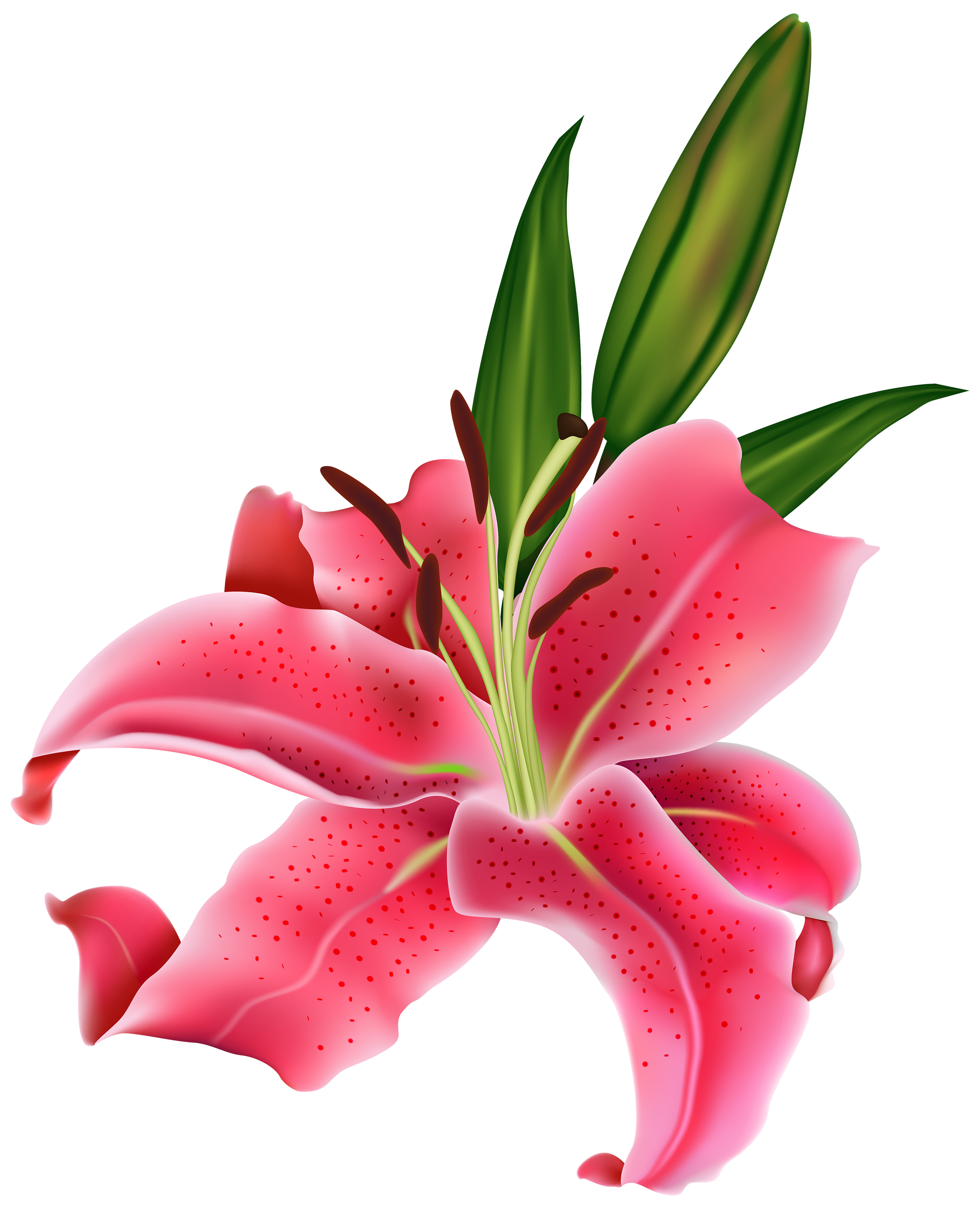 2432x3000 White Lily Flower Transparent Png Clipart Free Download