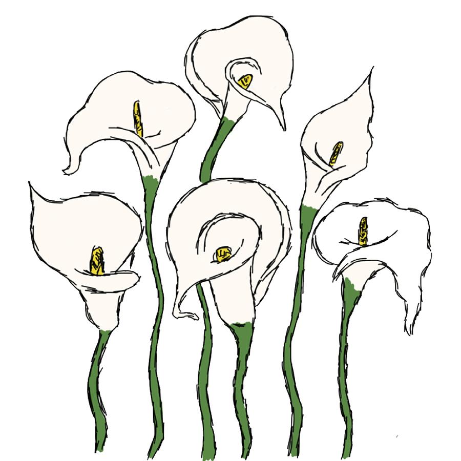 900x900 cala lillies digital art