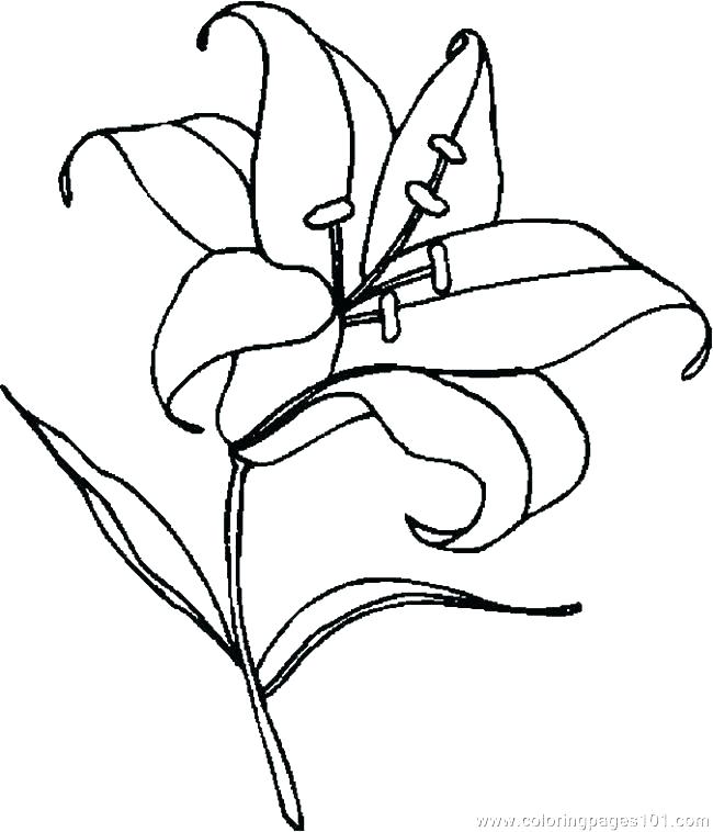 650x758 Calla Lily Flower Drawing Architecture Jobs Around The World