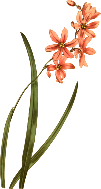 400x750 Flower Rose Lily Of The Valley Drawing Petal Cc0