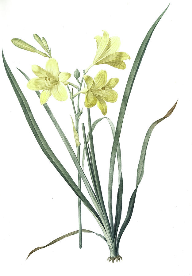 626x900 Hemerocallis Flava, Hemerocalle Jaune Yellow Day Lily Drawing