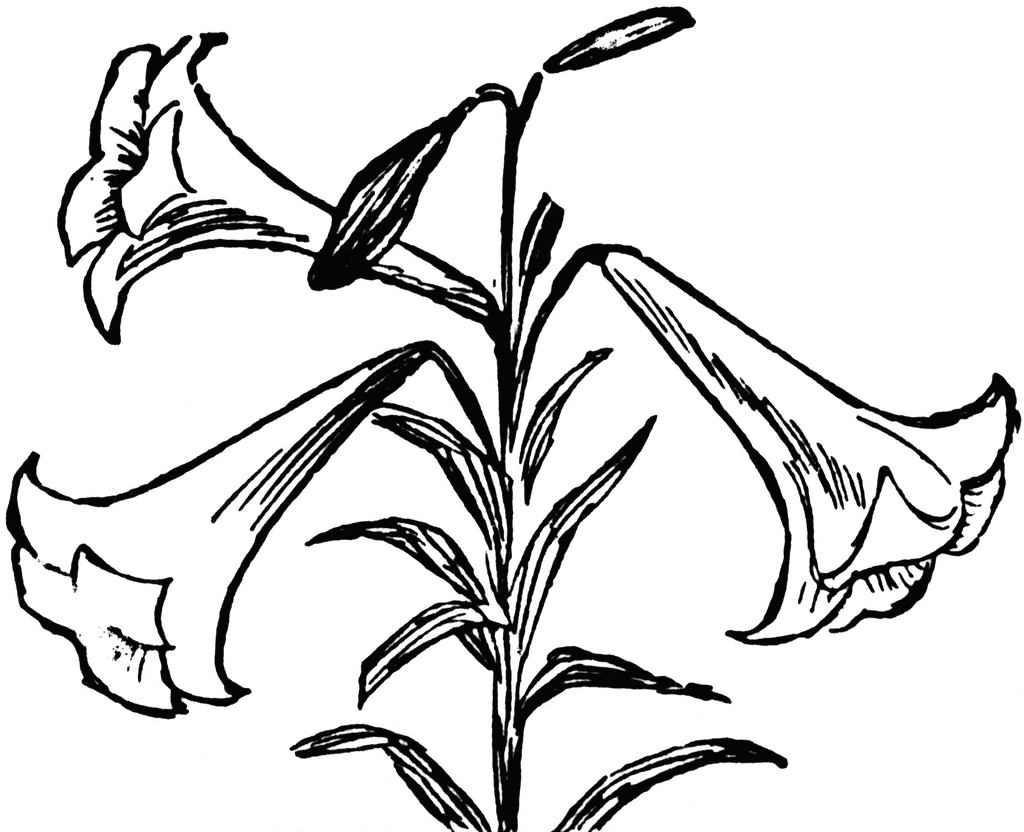 1024x832 Lily Clipart Drawing