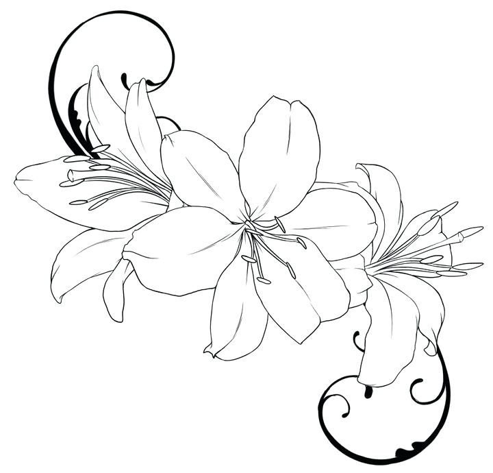 720x690 Lily Flower Drawing Calla Lily Stock Illustrations And Royalty