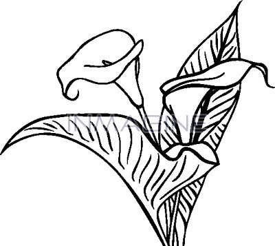 400x357 Calla Lily Drawing Clipart