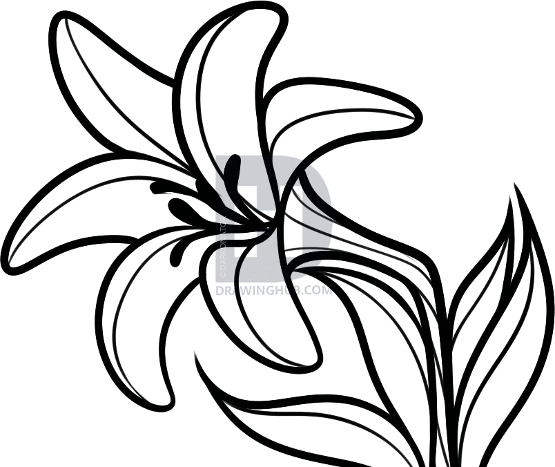 804x676 How To Draw An Easter Flower, Easter Lily, Step