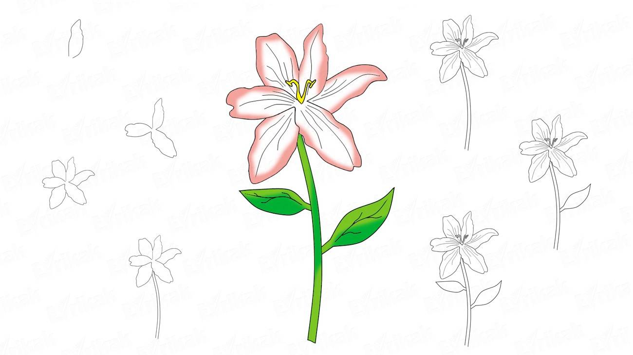 1300x731 How To Draw A Lily Online