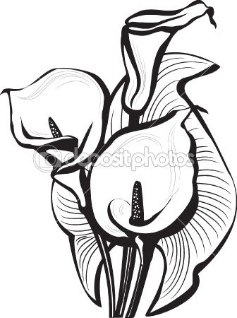 336x450 sketch of calla lilies calla lillies are my favourite calla
