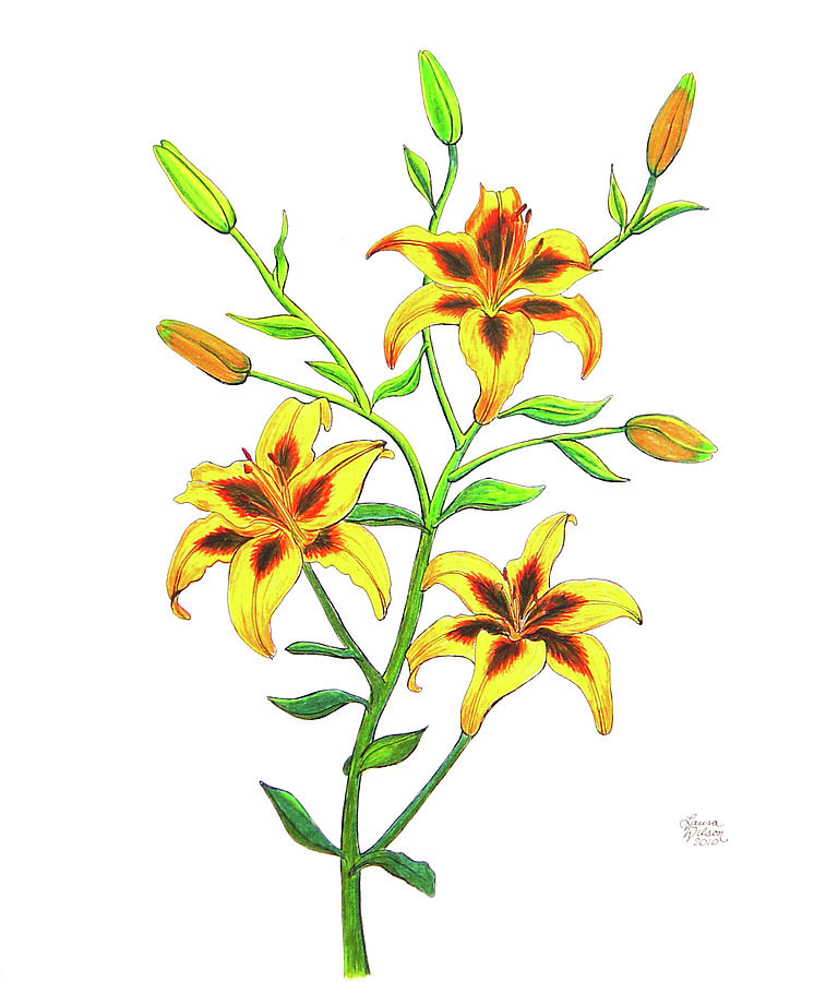 768x900 Candy Cane Lily Drawing