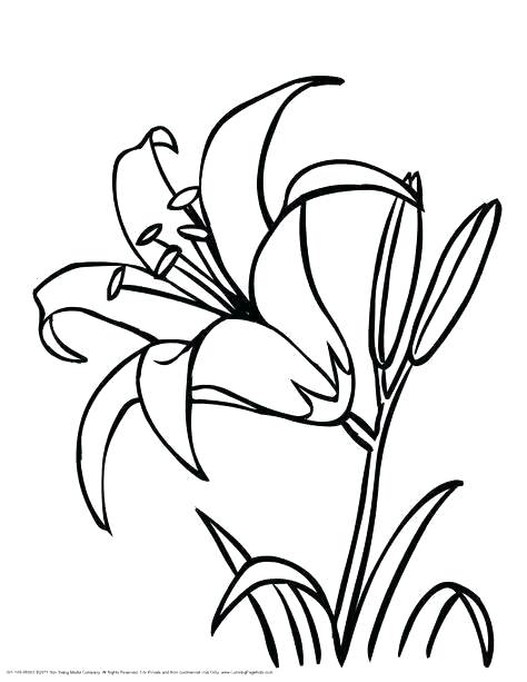 474x613 Flower Drawing Outline Tiger Lily Flower Drawing Outline How