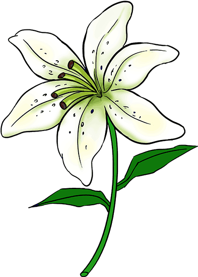 398x556 Hd How To Draw A Lily Step