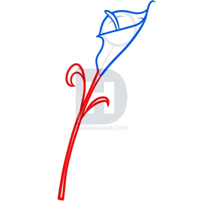 720x720 How To Draw A Calla Lily Calla Lily Drawing