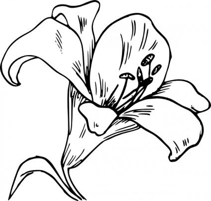 425x405 Lily Flower Drawing Outline