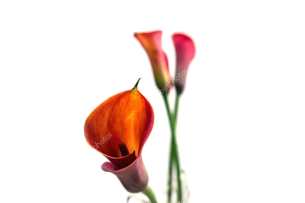 1023x682 Calla Lily Flower Drawing Arrangement Pictures Plant Care Uk