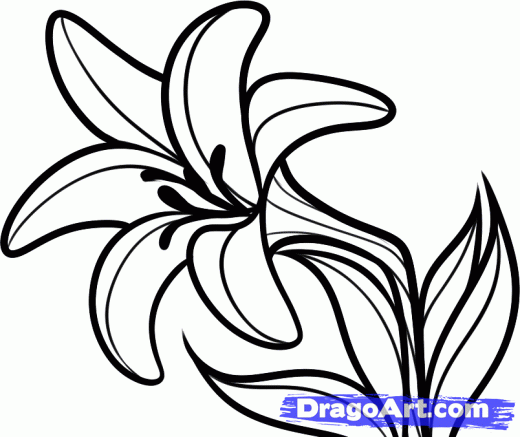 520x437 How To Draw Easter Lily Flower