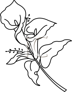 275x350 Huge Collection Of 'calla Lily Line Drawing' Download More Than