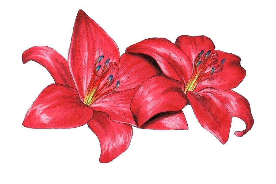 900x600 Lilly Flower Drawing One Simple Lily Flowers Lily Flower Drawing