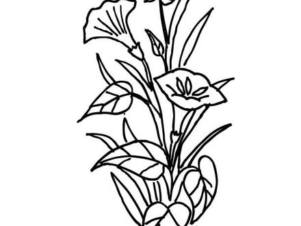 440x330 Lily Flower Drawings Clipart Best, Lily Flower Coloring Pages