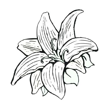 450x450 Lily Flower Outline Tiger Lily Flower Outline Stock Vector Ac