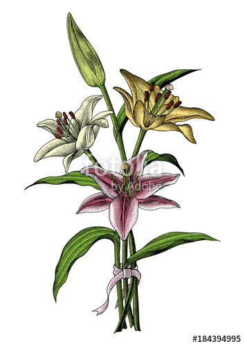 354x500 Lily Flowers Hand Drawing Vintage Illustration Stock Image