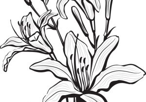 300x210 Sketch Of A Lily Flower