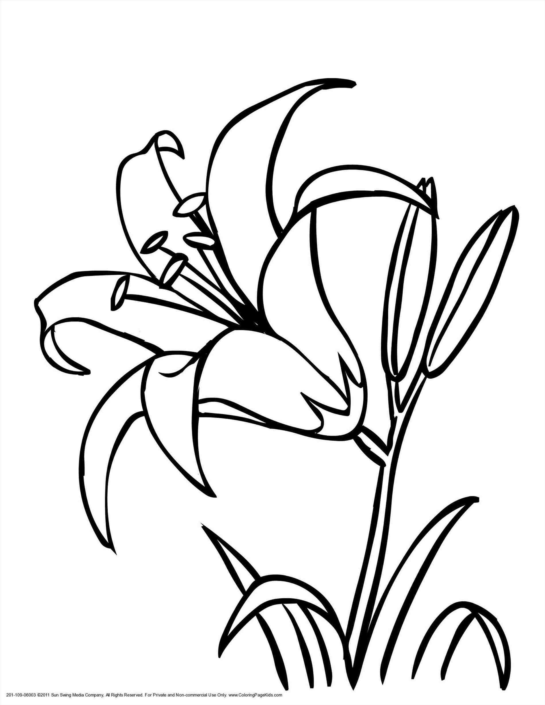 1899x2459 Tiger Lily Flower Drawing And New Tiger Lily Flower Coloring Pages