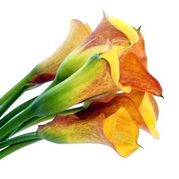 350x350 Calla Lily Flower Drawing