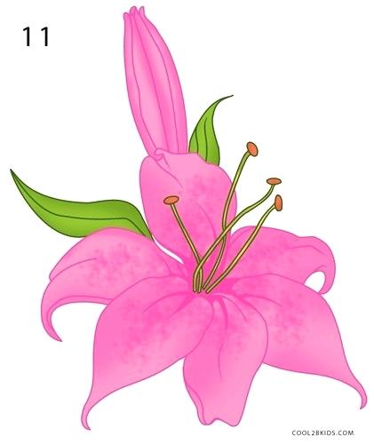421x500 How To Draw A Lilly