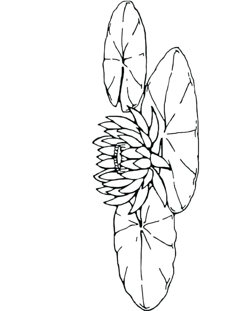 750x1000 Lily Flower Coloring Pages