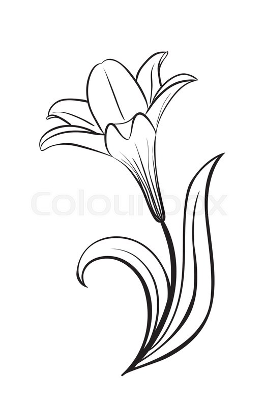 519x799 Collection Of 'lily Flower Silhouette' Download More Than