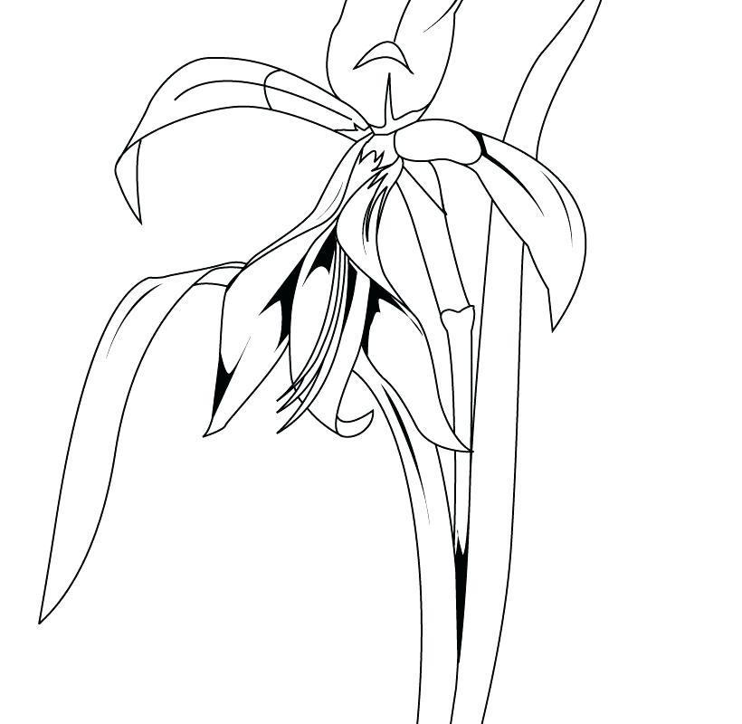 Lily Flower Line Drawing | Free download on ClipArtMag