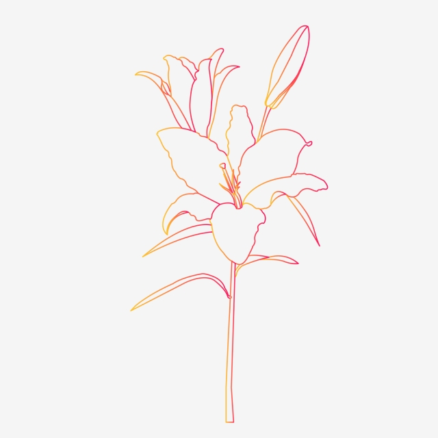 640x640 Gradient Hand Drawn Botanical Flower Lily Line Artwork Element