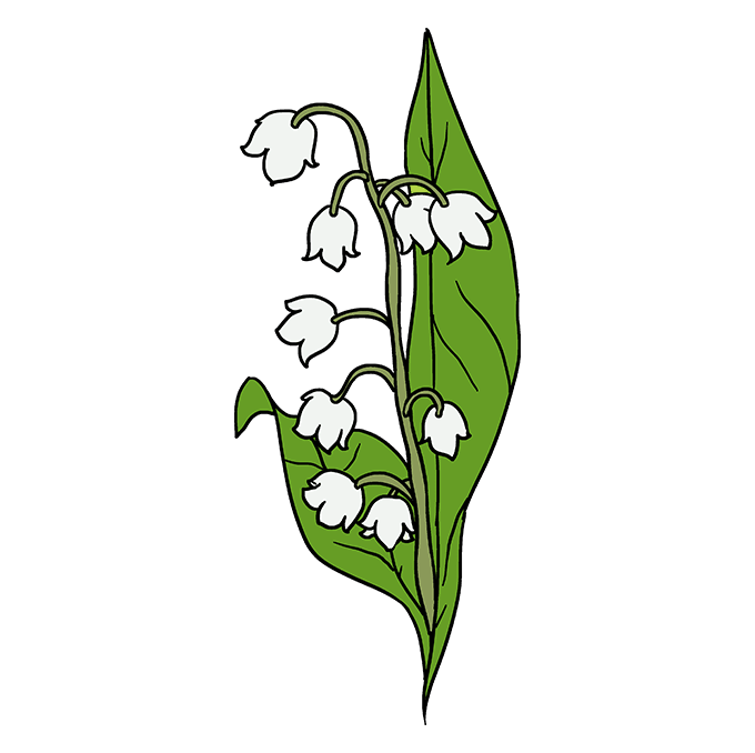 680x678 How To Draw A Lily Of The Valley