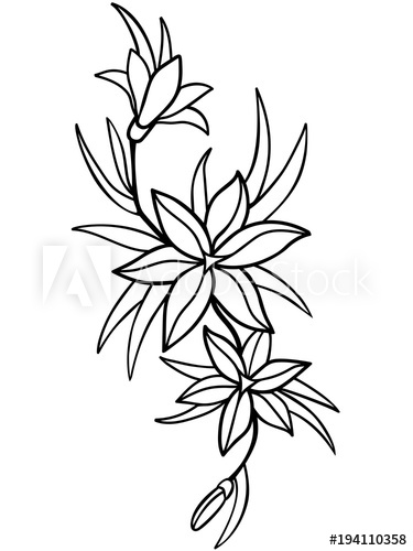 375x500 Lilies, Flowers With Leaves Line Drawing For Coloring