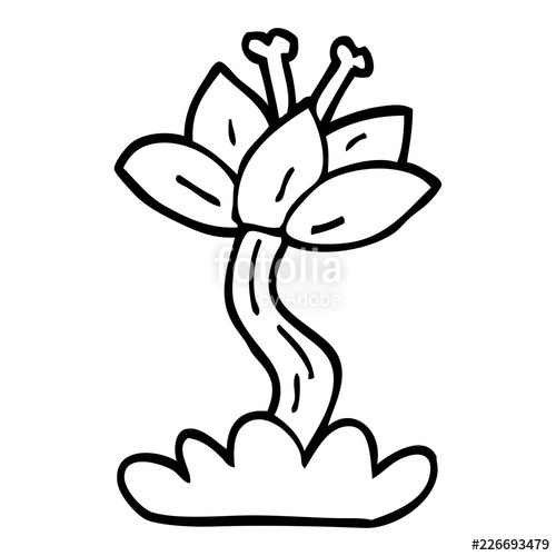 500x500 Line Drawing Cartoon Lilly Flower Stock Image And Royalty Free