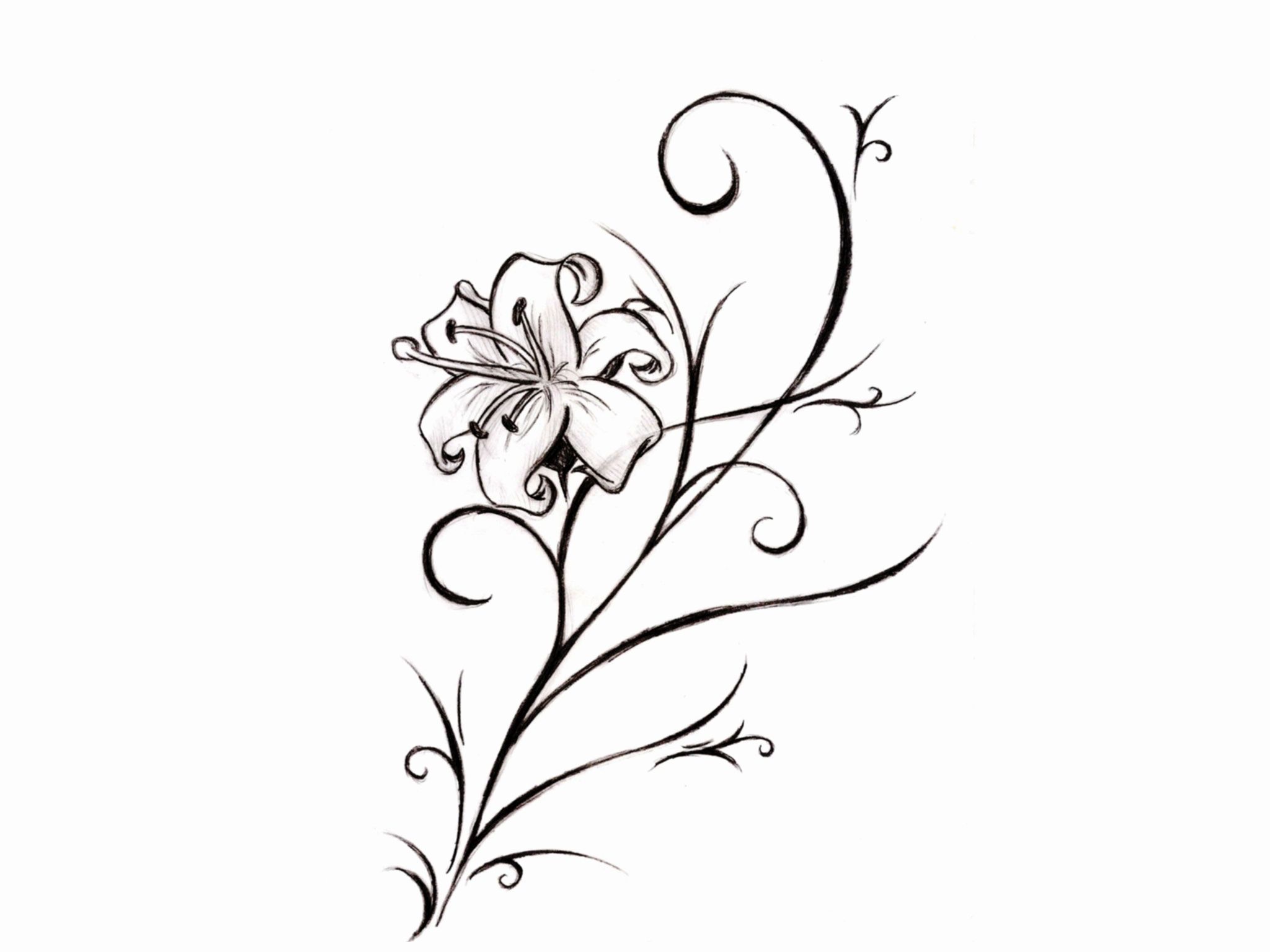 2048x1536 Flower Drawing Lily Elegant Lily Flower Tattoo Drawing Tattoo