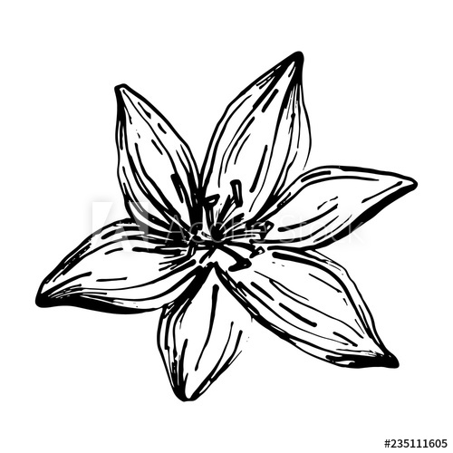 500x500 Hand Drawn Lilies Flowers Isolated On A White Background Lily
