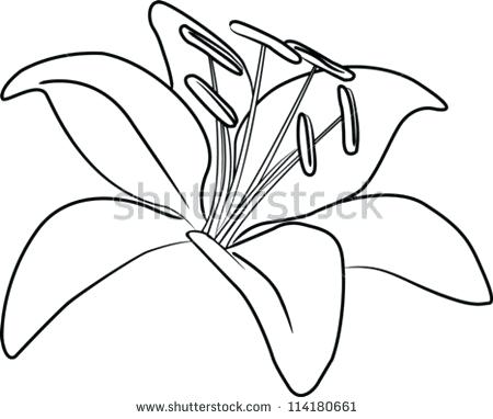 450x382 lily flower outline lily pad flower drawing at free for personal