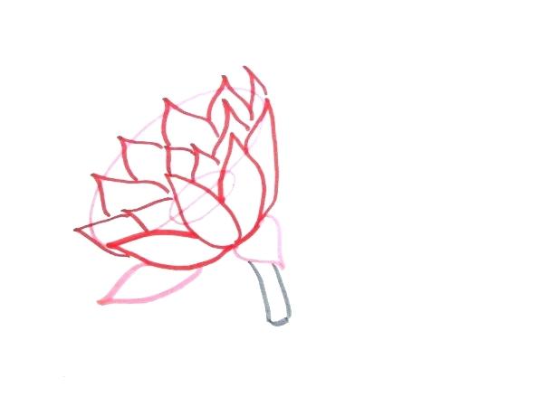 603x460 easy to draw lily easy to draw lily pad