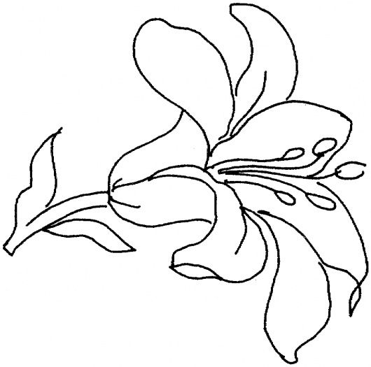 530x525 Lily Flower Drawings Clipart Best, Lily Flower Coloring Pages
