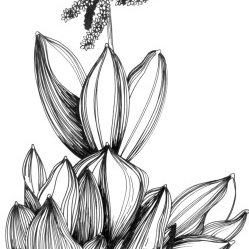 249x249 Line Drawing Of Veratrum Californicum Note The Large Lily Like