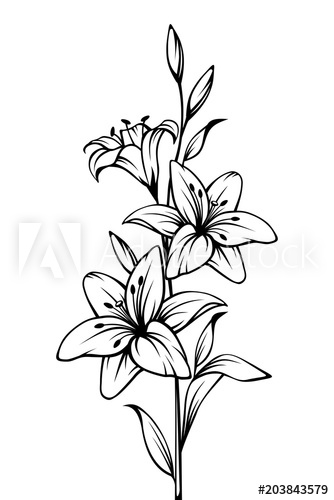 334x500 Vector Black And White Contour Drawing Of Lily Flowers