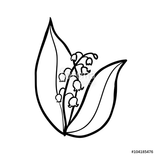 500x500 Lily Of The Valley Sketch Stock Image And Royalty Free Vector