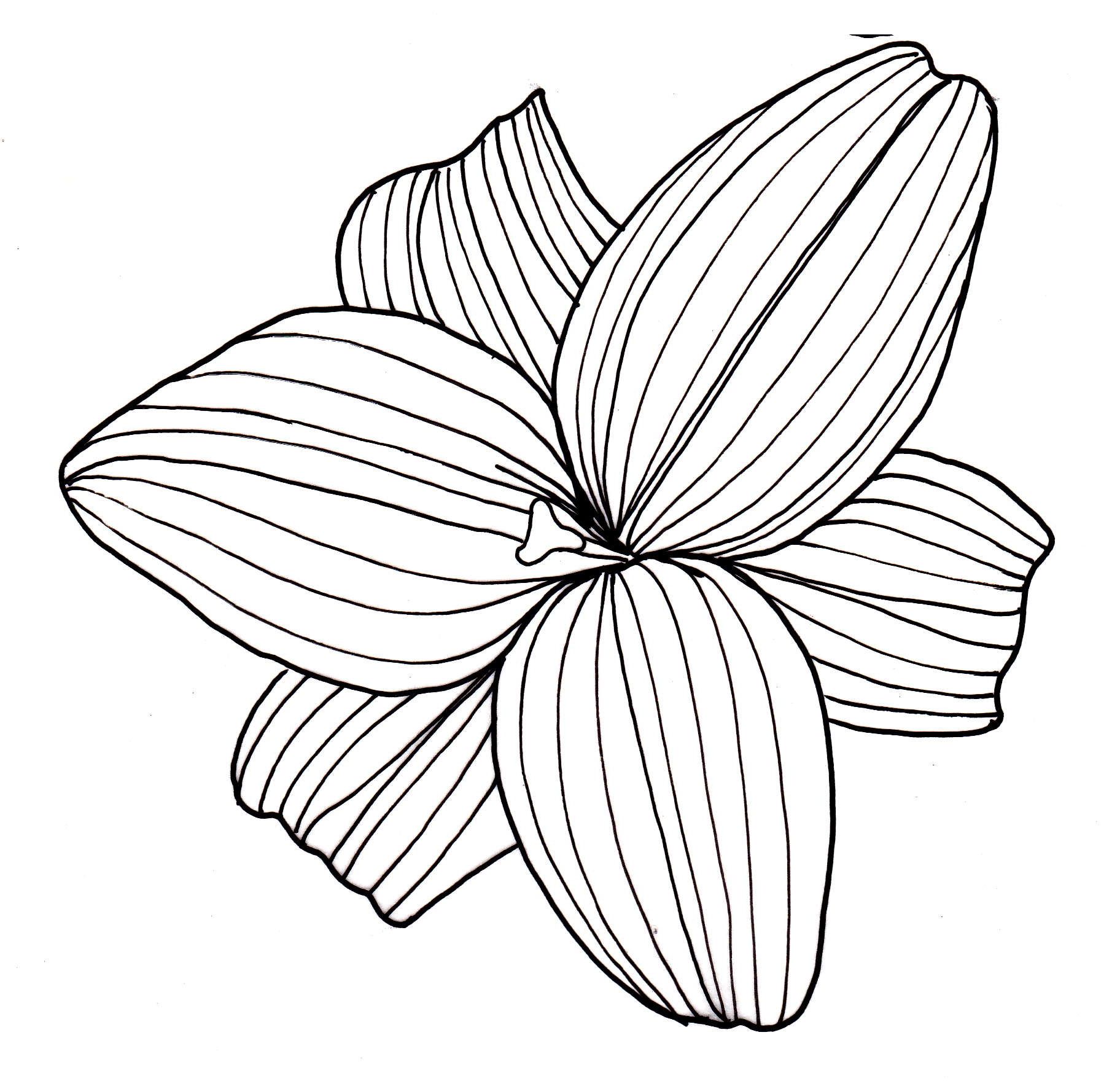 1824x1768 Line Drawing