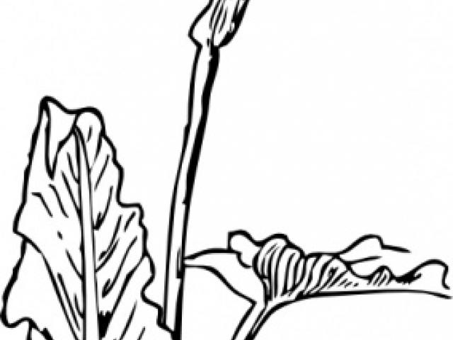 640x480 Calla Lily Clipart Line Drawing