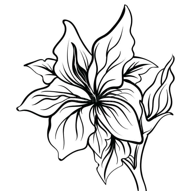 800x800 drawing lily flower how to draw a flower on a lily pad line