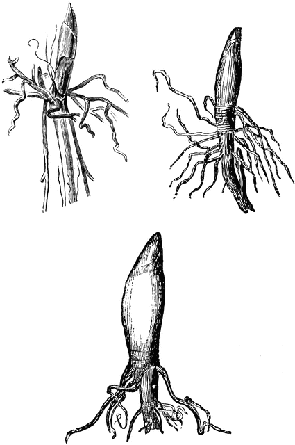 425x640 Crowns Of The Lily Of The Valley Clipart Etc