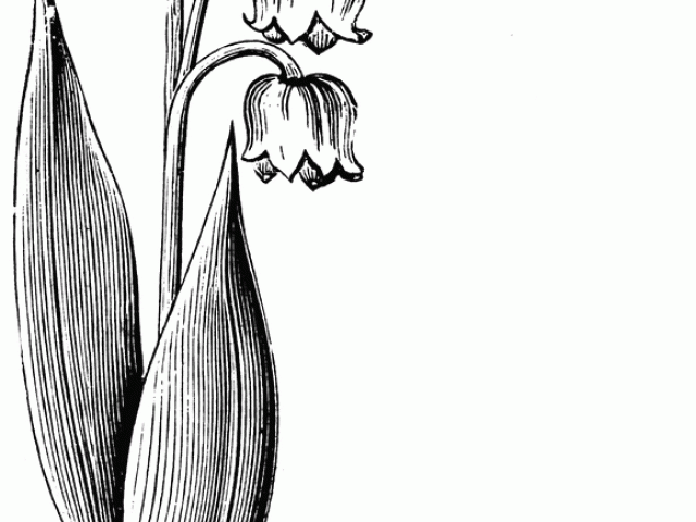 640x480 Free Lily Of The Valley Clipart, Download Free Clip Art