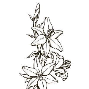300x300 Lily Flower Clipart Black And White Soidergi
